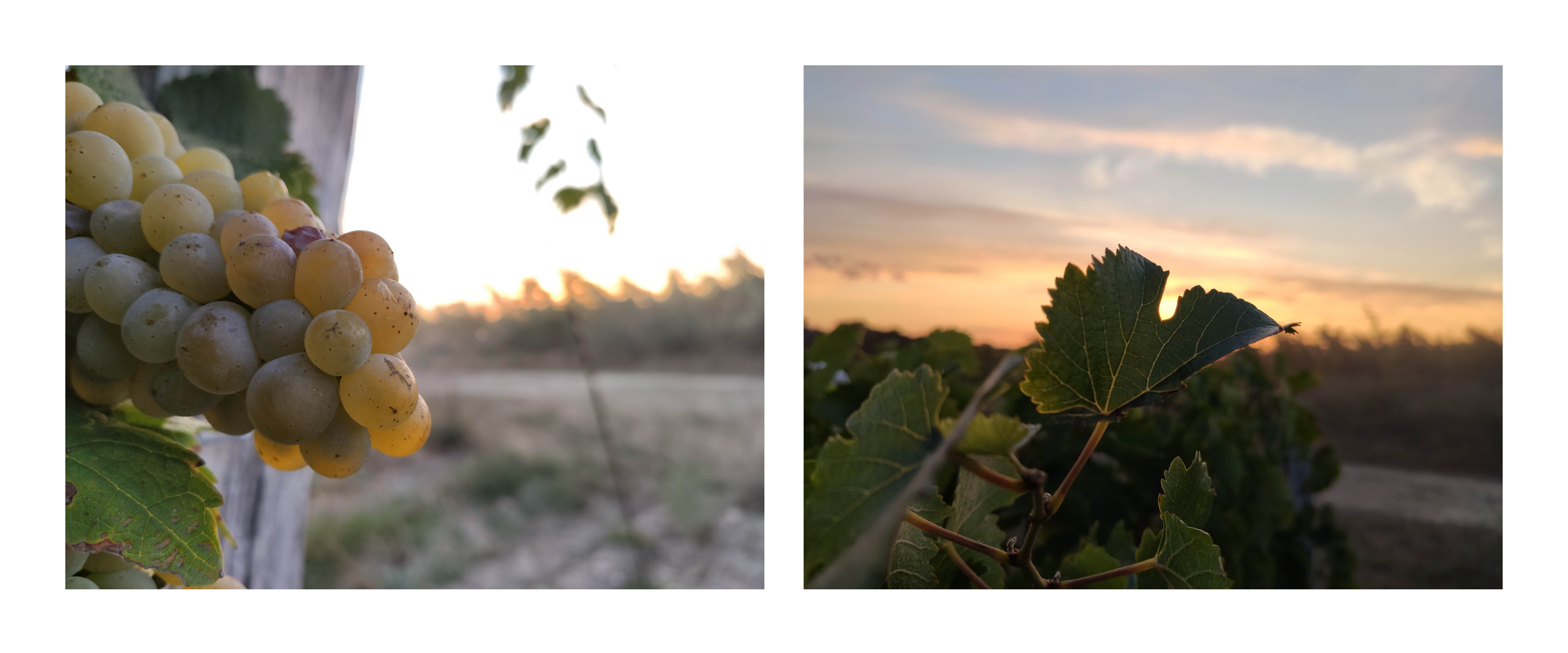 Les vignes du domaine montgilet