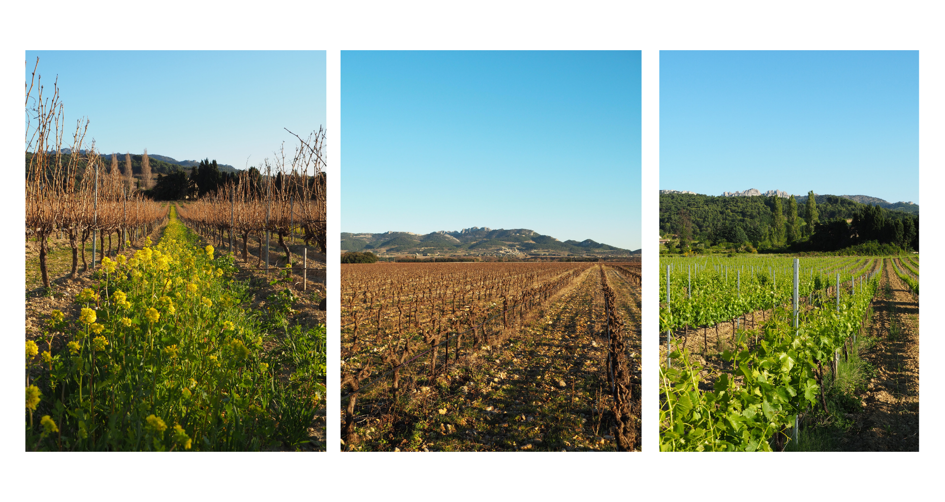 vignobles du domaine pasquiers cavavin