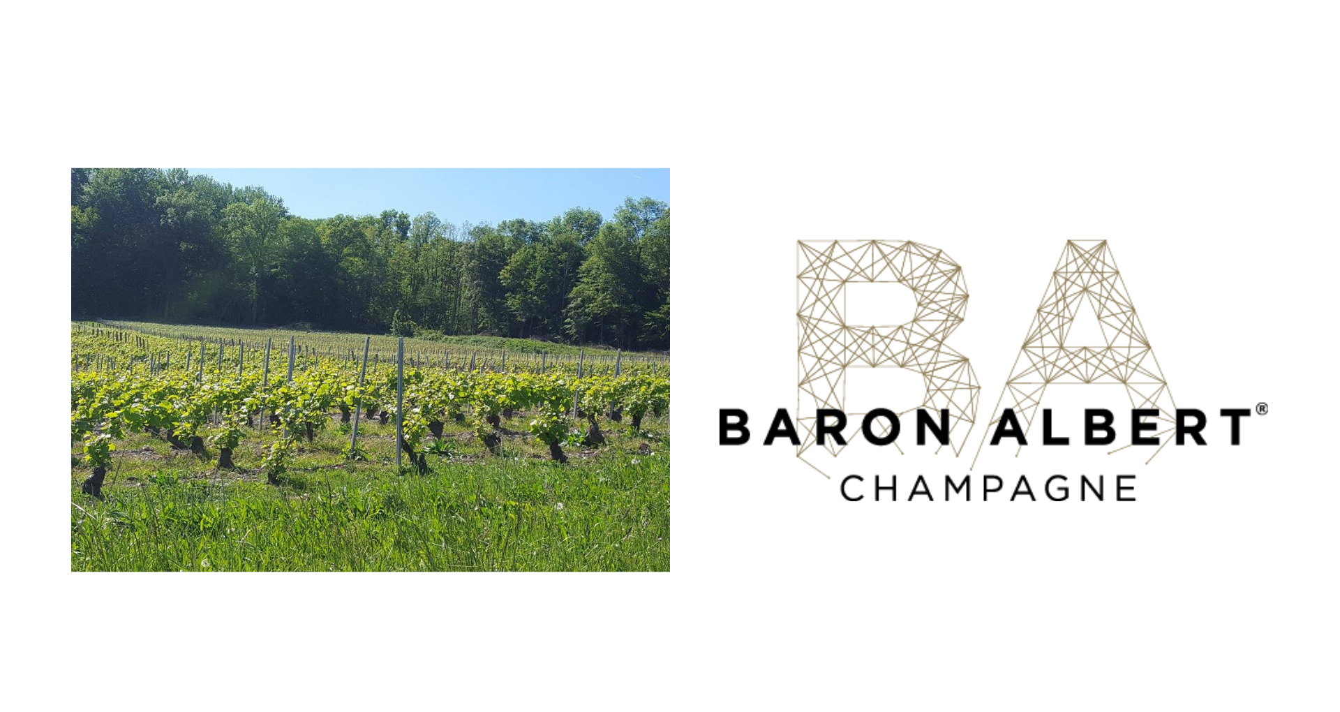 Champagne Baron Albert chez CAVAVIN