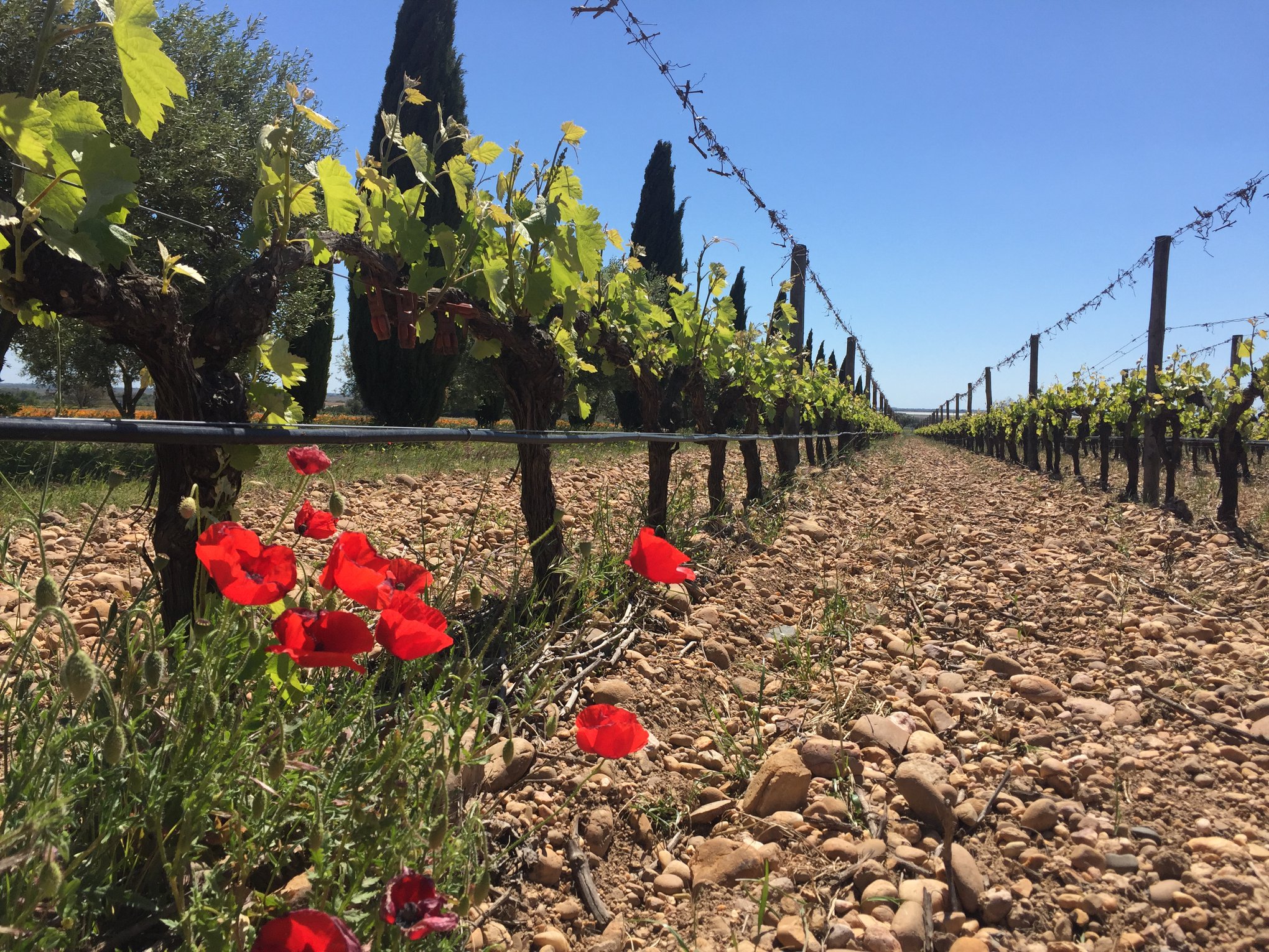 Les vignes du Château Beaubois
