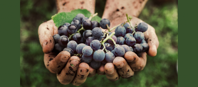 What is organic wine?