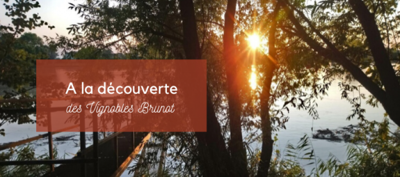 Discovering the Vignobles Brunot 