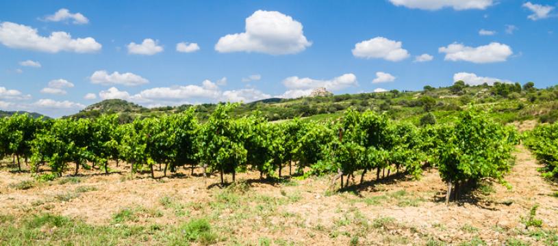 The wines of the Loire Valley